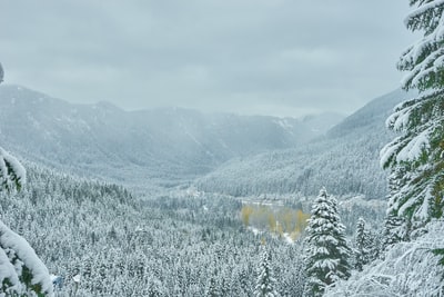冰雪覆盖的森林摄影
